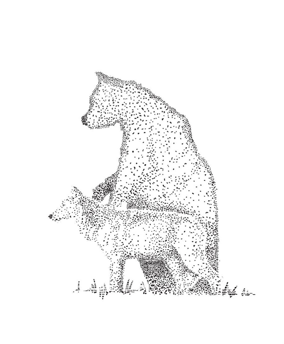 Botanical & Wildlife Illustrations